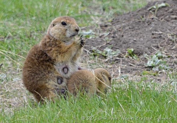 Prarie Dog w Pup Prarie Dog w Pup