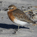 Northern New Zealand Dotterel