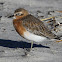 Northern New Zealand Dotterel