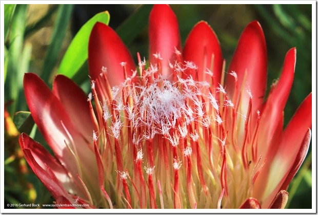 South African splendor at UC Santa Cruz Arboretum (summer 2016 edition)