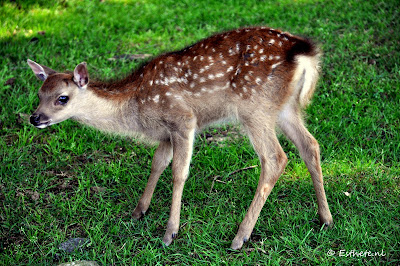 Bambi