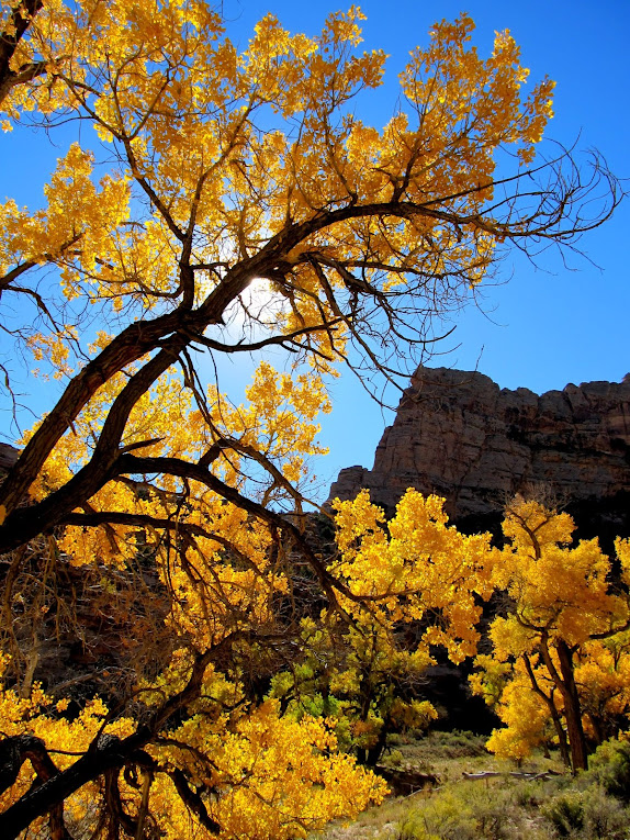 Cottonwoods in Buckhorn Wash