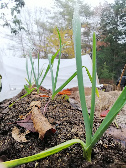 Garlic にんにくの成長が早い