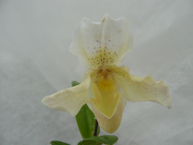 Paphiopedilum Rosy Dawn P1050513