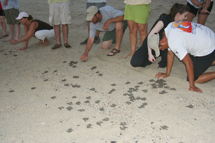 Baby Turtle Release