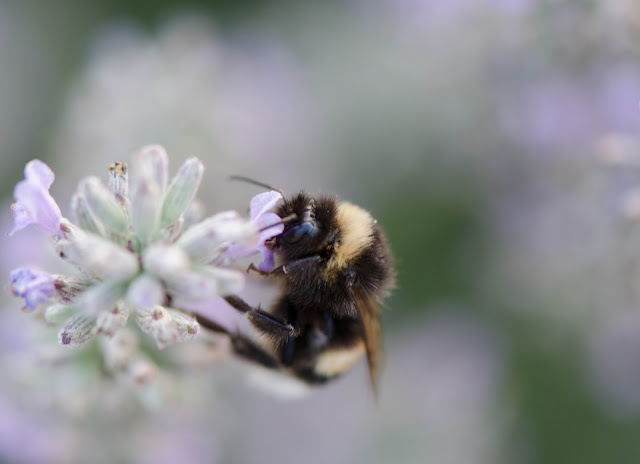 bombus DSC_2640