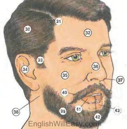 human body4 Human body: Body, Head, Eye, Hand, Foot; Internal Organs people english through pictures