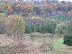 And Scenic Woodlands