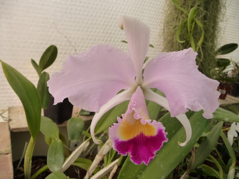 Cattleya trianaei P1140994