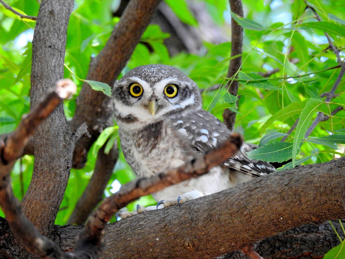 Spotted owlet