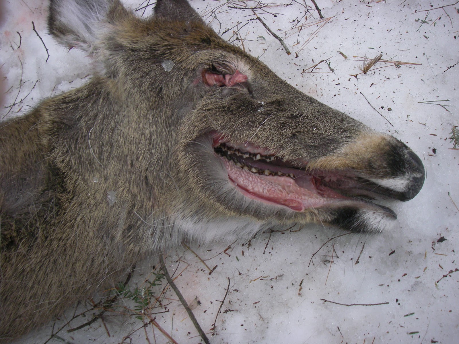 Wildlife Monitor What Killed This White Tailed Deer Part