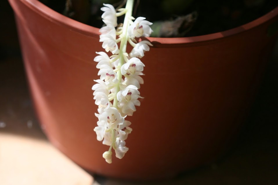 Eria hyacinthoides IMG_2113