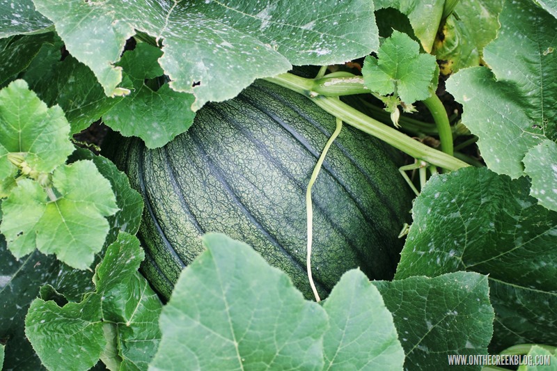 Pumpkin Patch | On The Creek Blog // www.onthecreekblog.com