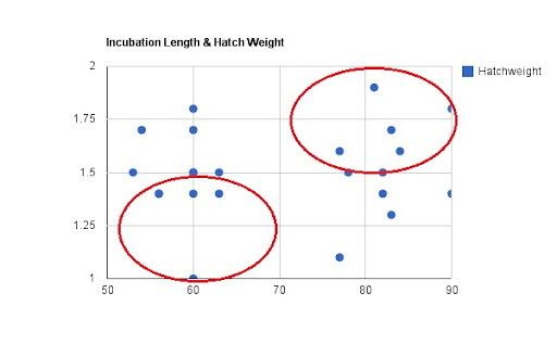 Crested Gecko Size Chart