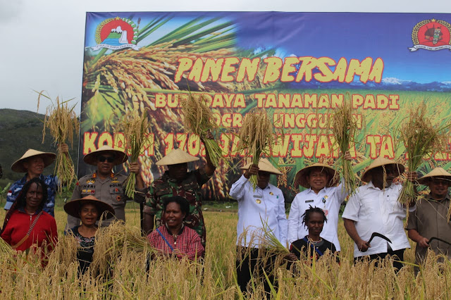 Peduli Ketahanan Pangan, Kodim 1702 /JWY Pimpin Panen Bersama Budidaya Tanaman Padi Program Unggulan