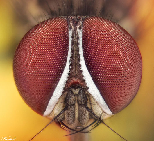 Ball Head, de fardels2009