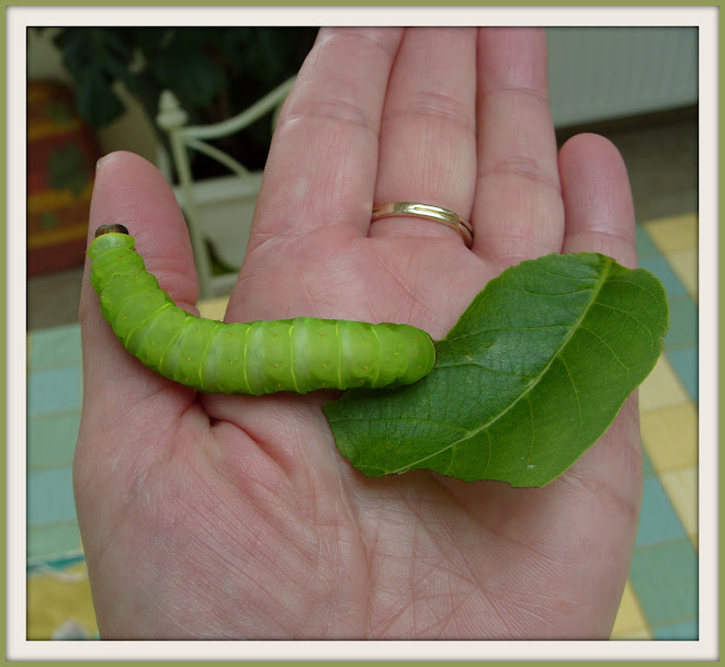 Actias luna S1053459