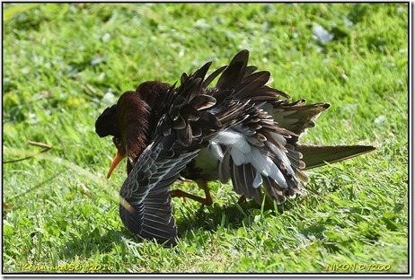 Slimbridge WWT - June