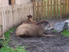 2006.08.28-010 tapirs