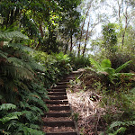 Climbing up the fern lined track (92851)