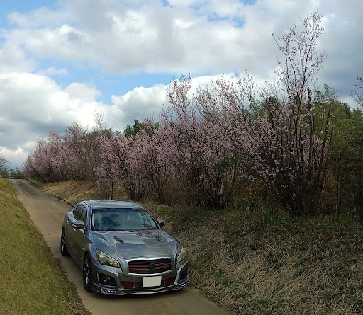 フーガ Ky51の奈良県橿原市 花言葉は 純潔 淡泊 精神美 啓翁桜 春を告げる桜 3月日 日 に関するカスタム メンテナンスの投稿画像 車のカスタム情報はcartune