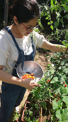 My friend harvesting organic tomato for our breakfast.