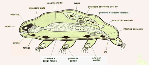 tardigrado peluche amazon