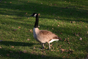 Campus geese, worse than undergrads