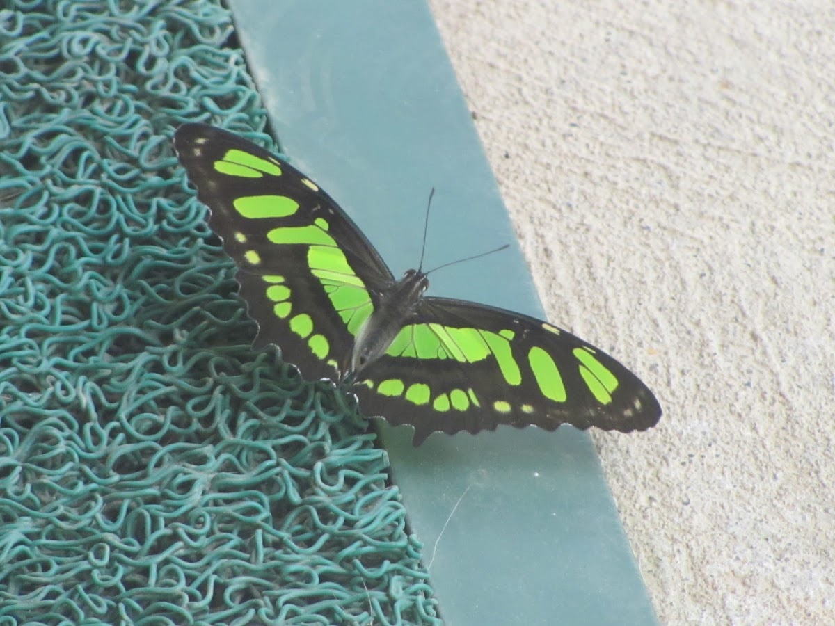 malachite