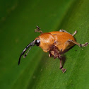 Long Nose Weevil