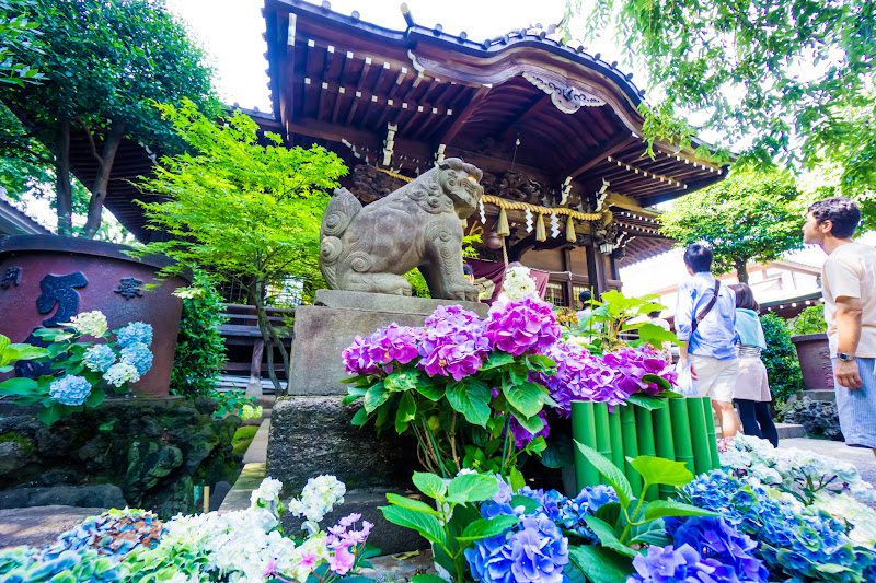 Hydrangea flowers at Hakusan Shrine