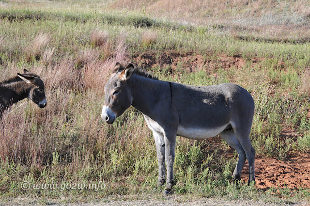 卡斯特州立公園