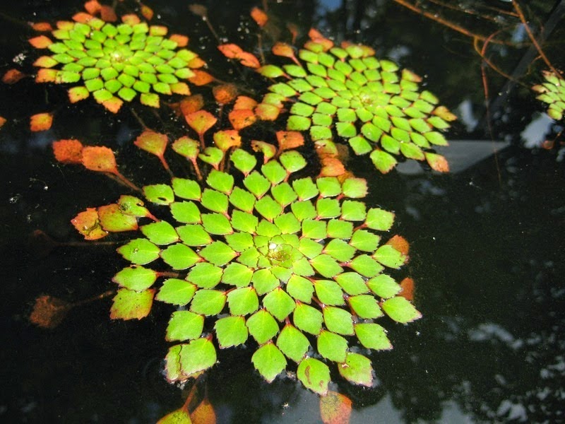 ludwigia-sedioides