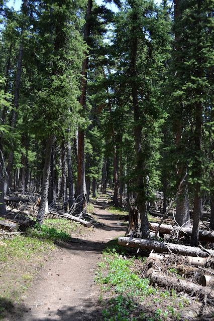 tall pines along the crest