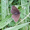 Ringlet butterfly