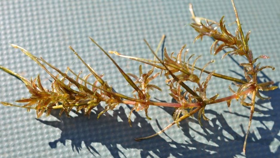 Гидрилла мутовчатая (Hydrilla verticillata)