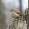 Carolina Wren