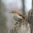 Carolina Wren