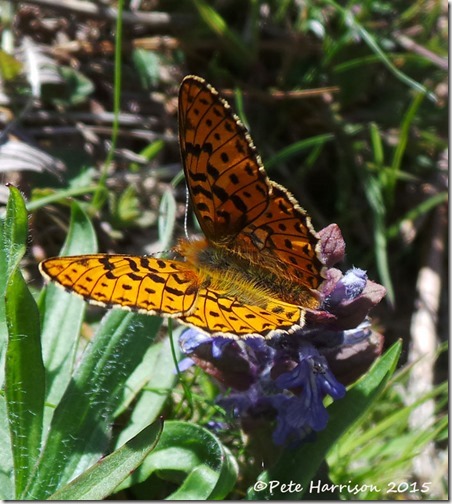 7-Pearl-bordered-Fritillary