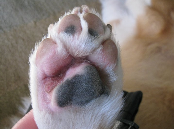 Bailey The Corgi Pet Expo Swollen Paw 