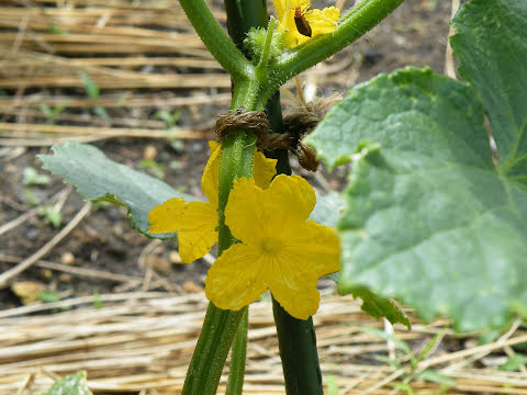 根元から 30 ｃｍにある脇芽や花は取る