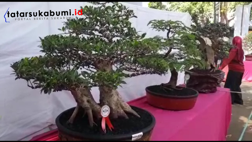 
Bupati Sukabumi Tawar Bonsai Boxus 25 Juta Rupiah
