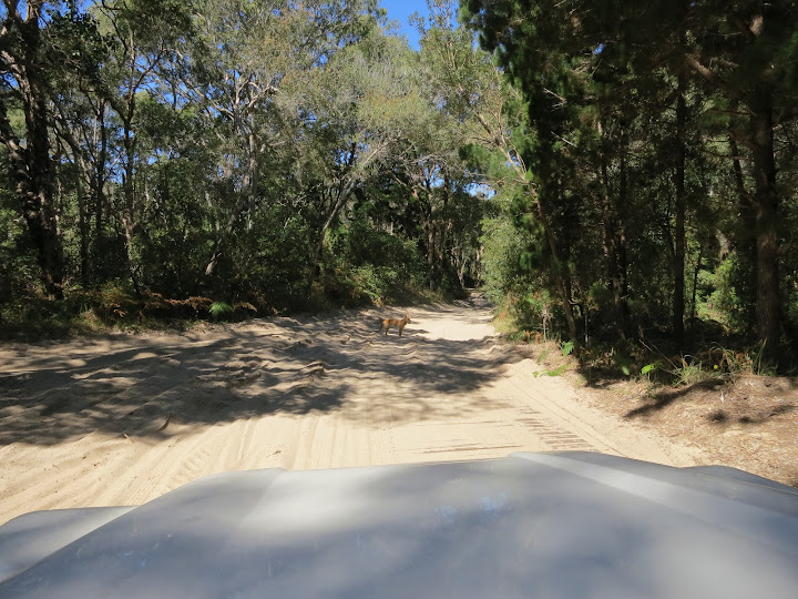 Australia de costa a costa - Blogs de Australia - Brisbane y Fraser Island, 6 al 8 de Agosto de 2012. (5)