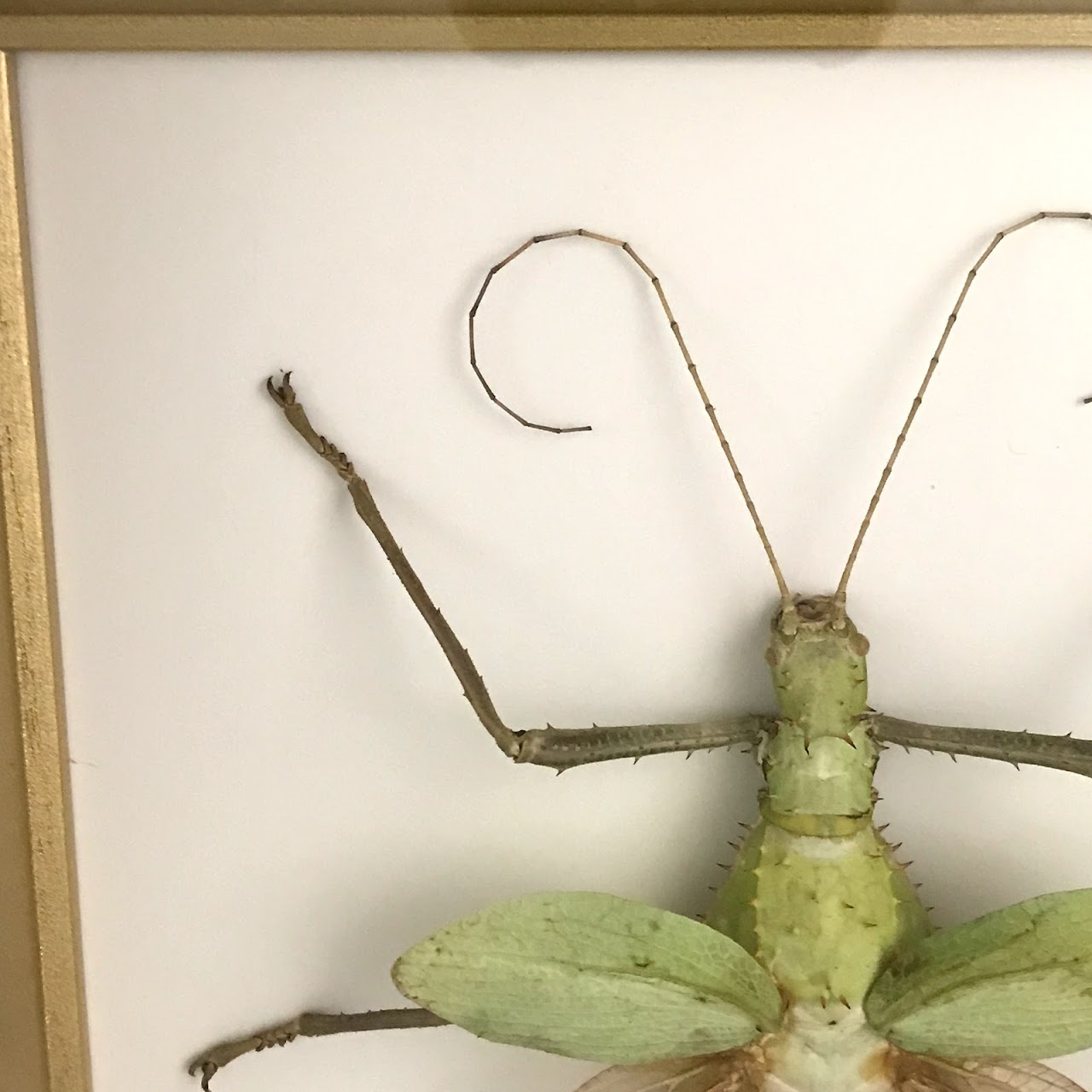 Framed Heteropteryx Dilatata Specimen