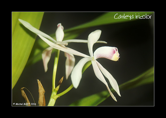 Cattleya iricolor Cattleya_iricolor
