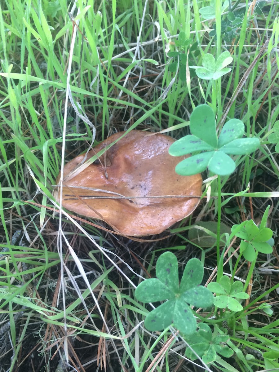 Bolete