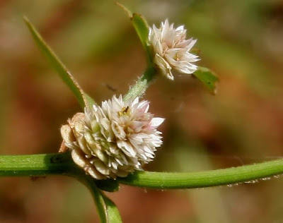 Did you know that Sessile Joyweed or Honagone Soppu, a prized greens, in pink and maroon colours, is a non-toxic plant used as vegetable and in salads. and also as a herbal medicine?