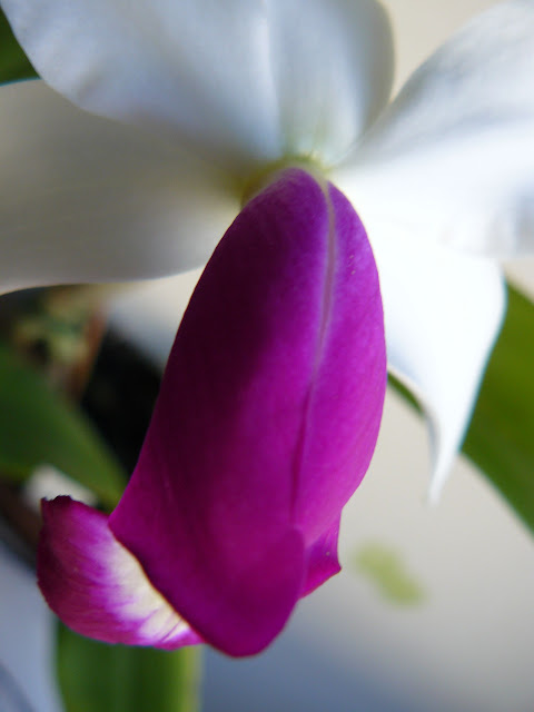 Cattleya violacea semi-alba P1050434