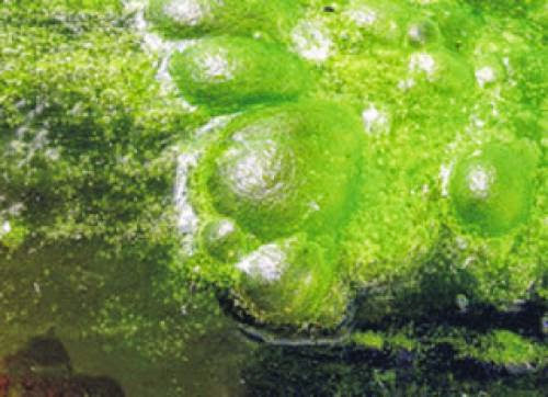 Assesing Biofuel Algae