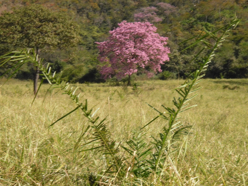 Aventura no "Cerro Corá" P6230130